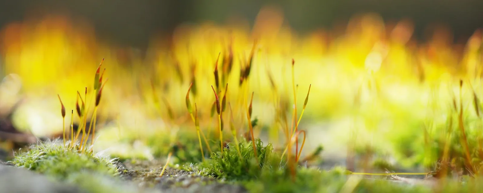 A close-up of moss in golden light, its slender stalks glowing against a soft blurred background